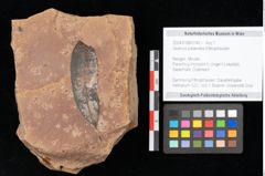 Foto (Objekt + Etikett) von Quercus palaeoilex Ettingshausen (NHMW-GEO-2024-0188-0740)